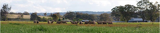 img-paddock-new.jpg img-paddock-new.jpg