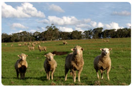 Free Range Sheep Paddock
